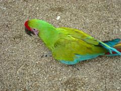 149 BIO PARC DE DOUE LA FONTAINE 4- 2016_000042